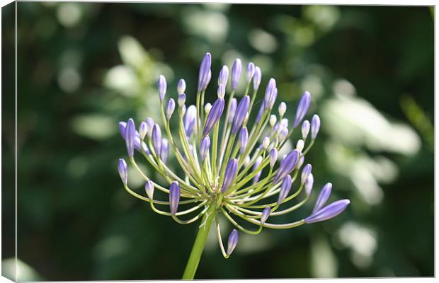 Awesome Agapanthus Canvas Print by Rick Wilson