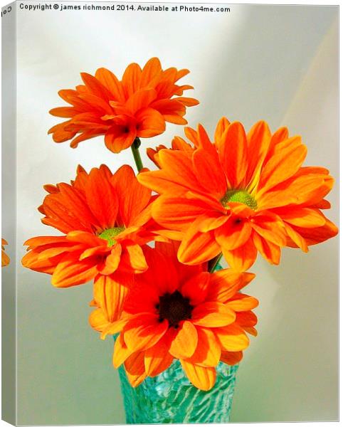  Orange Chrysanthemums Canvas Print by james richmond