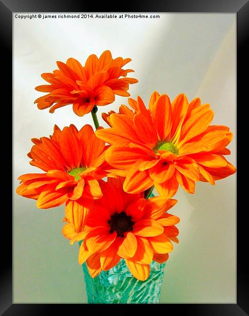  Orange Chrysanthemums Framed Print by james richmond