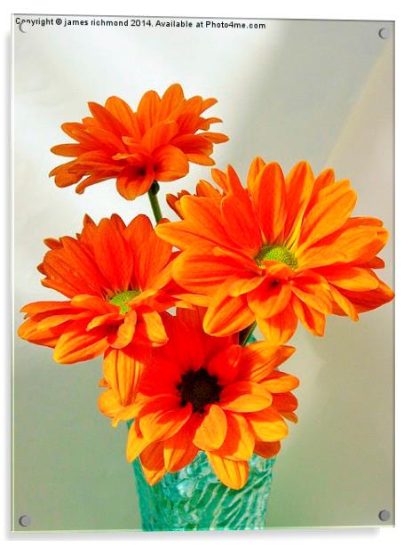  Orange Chrysanthemums Acrylic by james richmond
