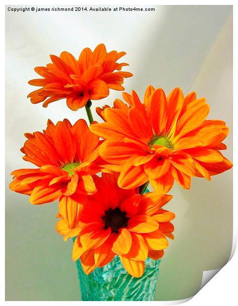  Orange Chrysanthemums Print by james richmond