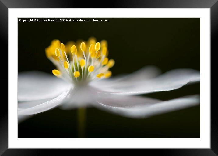  Pure white Wood Anemone  Framed Mounted Print by Andrew Kearton