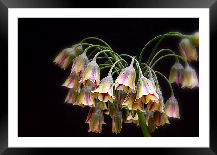  Fairy Bells Framed Mounted Print by Pauline Simmonds