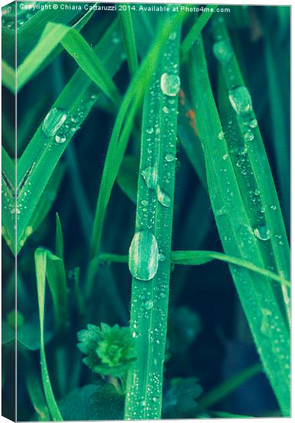 Drops of dew Canvas Print by Chiara Cattaruzzi