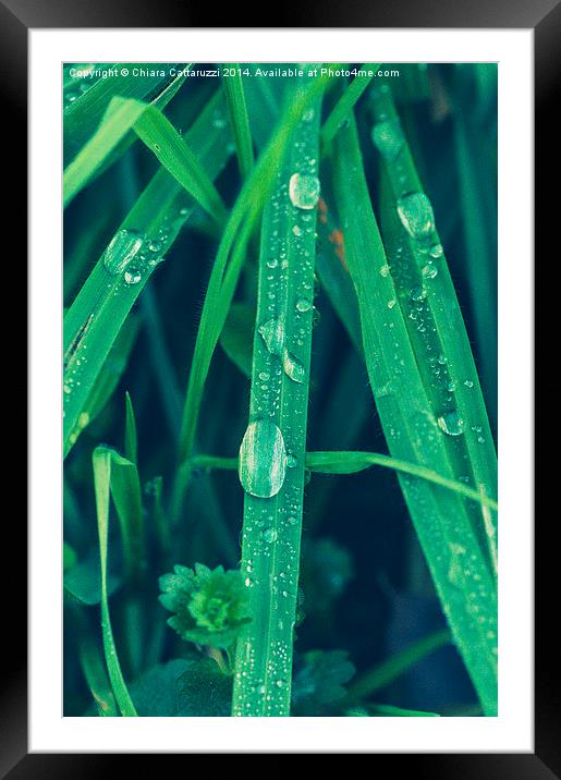 Drops of dew Framed Mounted Print by Chiara Cattaruzzi