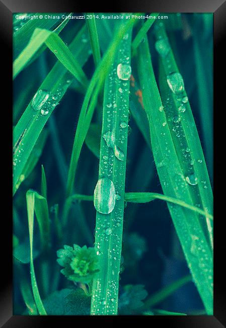 Drops of dew Framed Print by Chiara Cattaruzzi