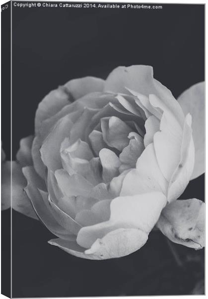  Winter rose in B/W Canvas Print by Chiara Cattaruzzi