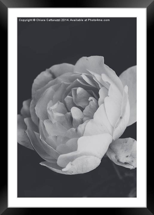  Winter rose in B/W Framed Mounted Print by Chiara Cattaruzzi