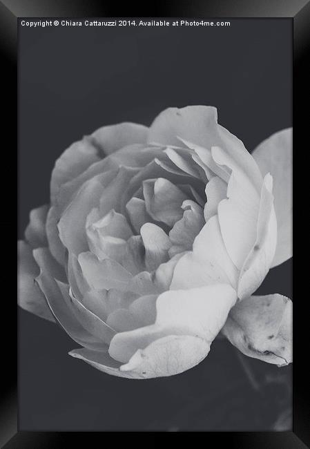  Winter rose in B/W Framed Print by Chiara Cattaruzzi