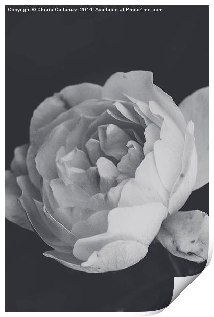  Winter rose in B/W Print by Chiara Cattaruzzi
