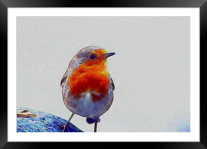 Robin Redbreast   Framed Mounted Print by carin severn