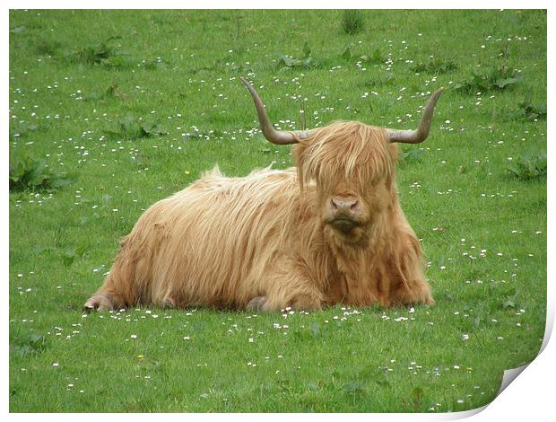 HIghland Cow Print by Paul Collis
