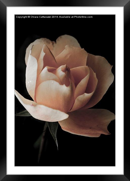  A rose in the darkness Framed Mounted Print by Chiara Cattaruzzi