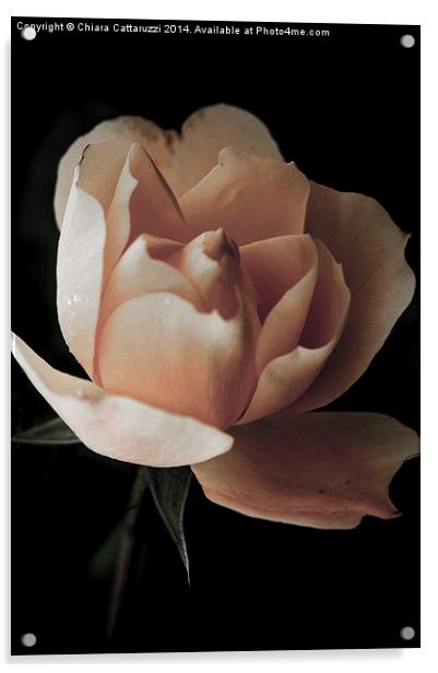  A rose in the darkness Acrylic by Chiara Cattaruzzi