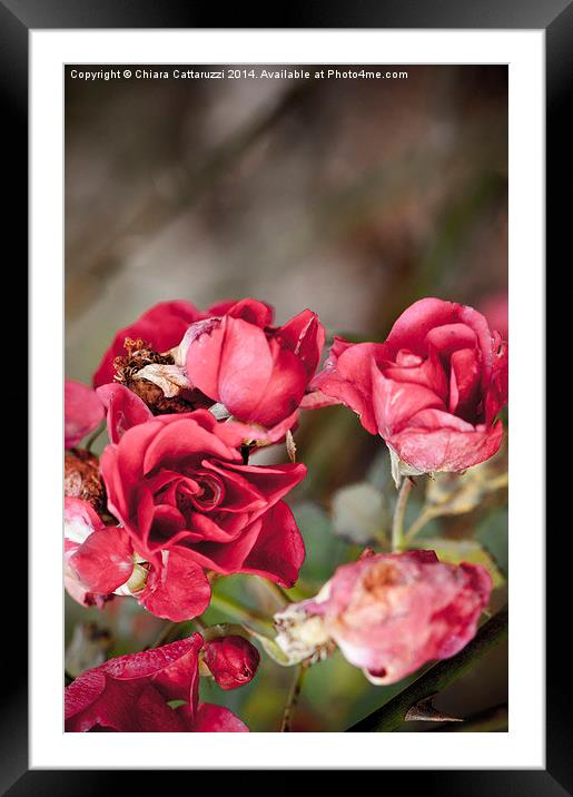  Rose garden Framed Mounted Print by Chiara Cattaruzzi