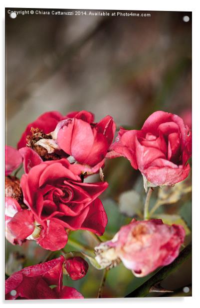  Rose garden Acrylic by Chiara Cattaruzzi