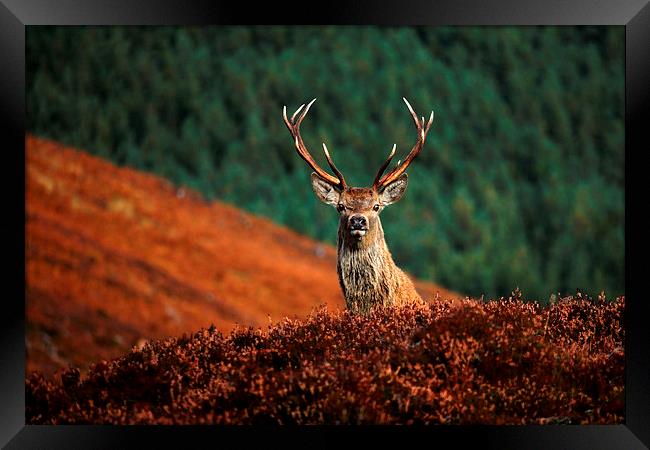  Red Deer Stag Framed Print by Macrae Images
