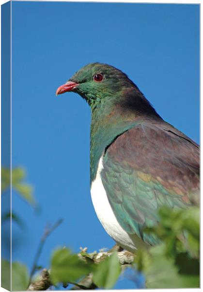 wood pigeon Canvas Print by Peter Righteous