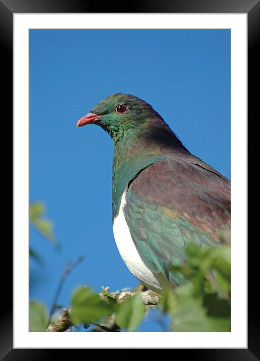 wood pigeon Framed Mounted Print by Peter Righteous