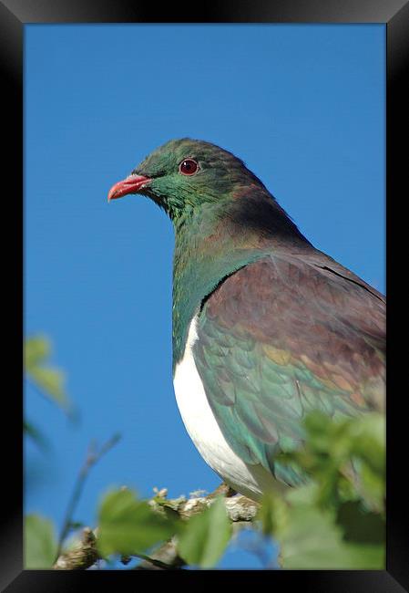 wood pigeon Framed Print by Peter Righteous