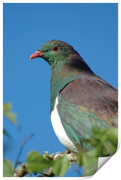 wood pigeon Print by Peter Righteous