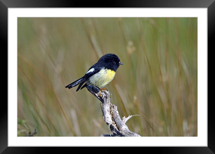 New Zealand tomtit Framed Mounted Print by Peter Righteous