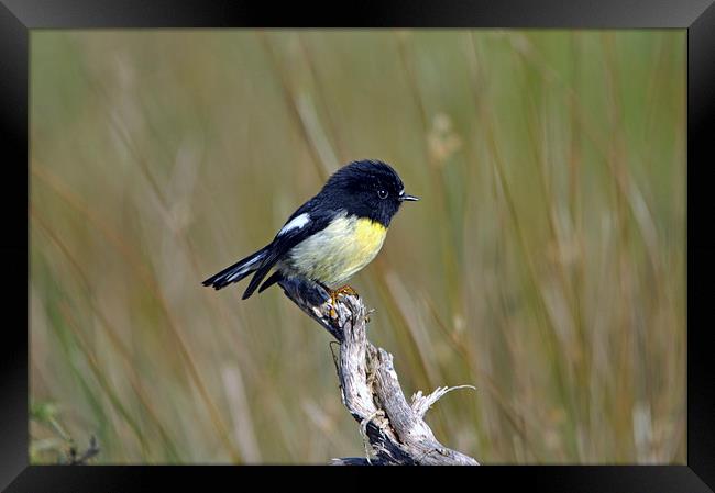 New Zealand tomtit Framed Print by Peter Righteous