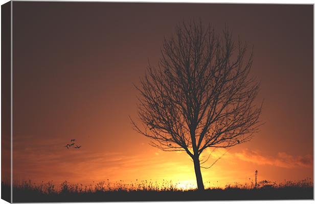 autumn sunset Canvas Print by sam mitchell