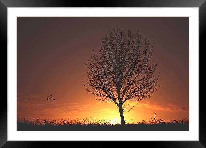 autumn sunset Framed Mounted Print by sam mitchell