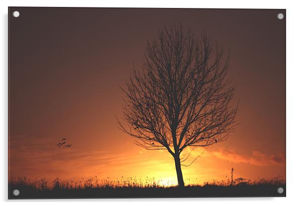 autumn sunset Acrylic by sam mitchell