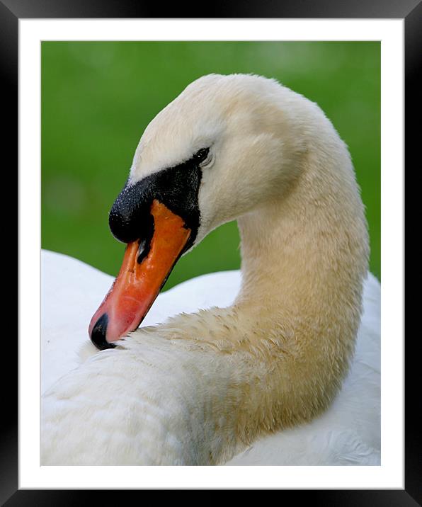 Shy Mute Swan Framed Mounted Print by Mike Gorton