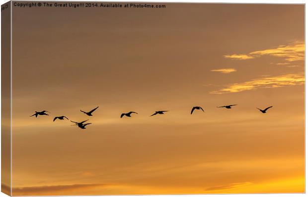  Flock at Sunset Canvas Print by David Charlton