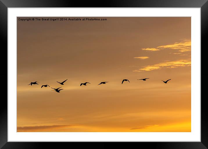  Flock at Sunset Framed Mounted Print by David Charlton