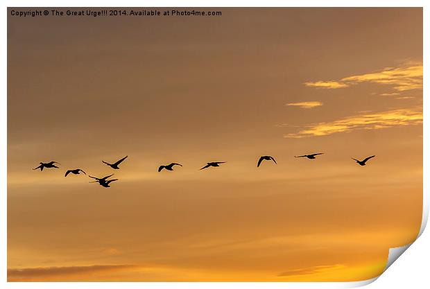  Flock at Sunset Print by David Charlton