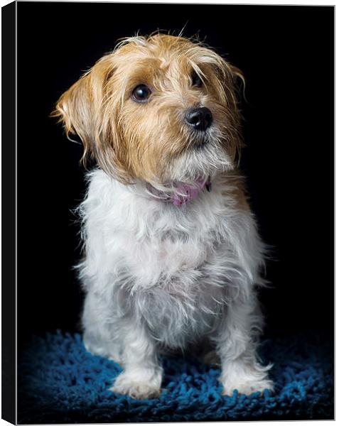 Jack Russell Canvas Print by Sam Smith