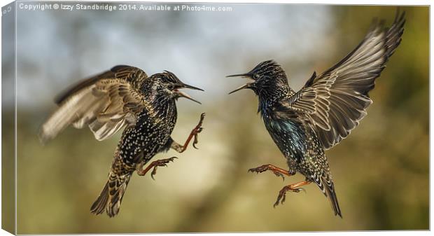  Mid air starling squabble Canvas Print by Izzy Standbridge