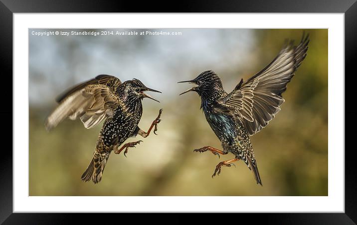  Mid air starling squabble Framed Mounted Print by Izzy Standbridge