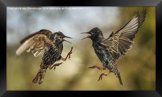  Mid air starling squabble Framed Print by Izzy Standbridge