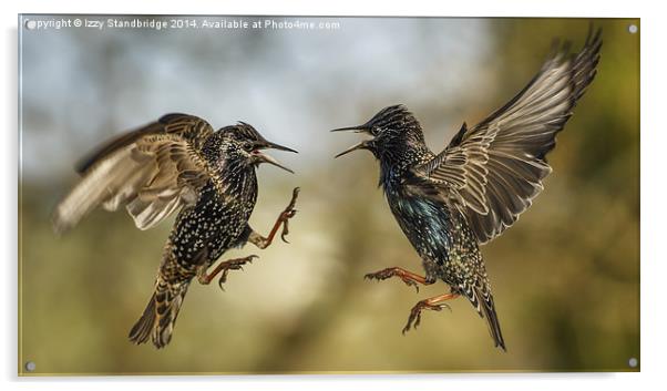 Mid air starling squabble Acrylic by Izzy Standbridge