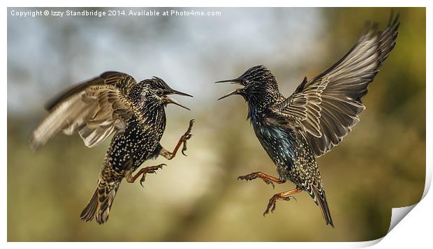  Mid air starling squabble Print by Izzy Standbridge
