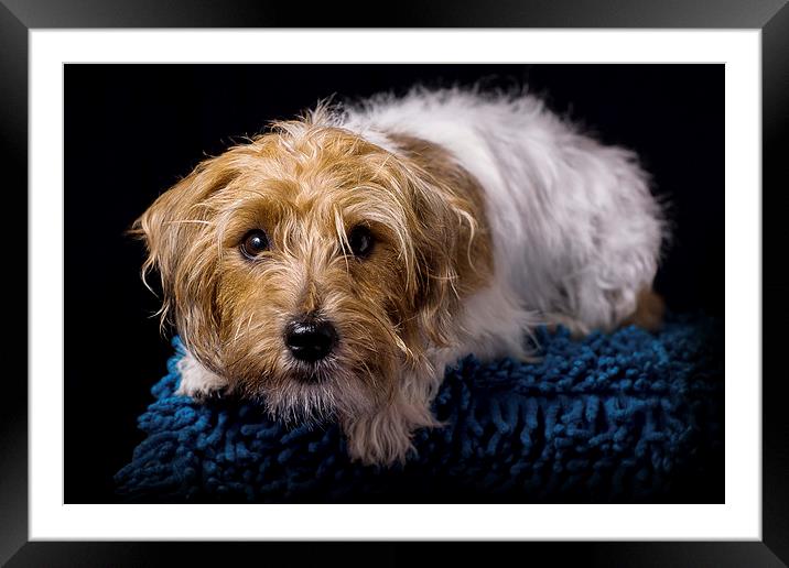 Little Terrier Framed Mounted Print by Sam Smith