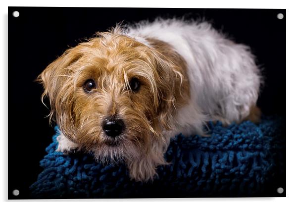 Little Terrier Acrylic by Sam Smith