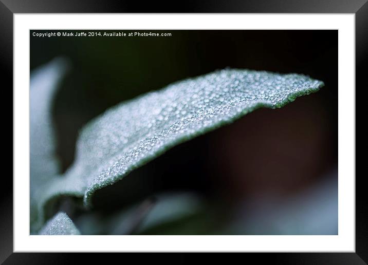  Jewels in the Morning Dew Framed Mounted Print by Mark Jaffe