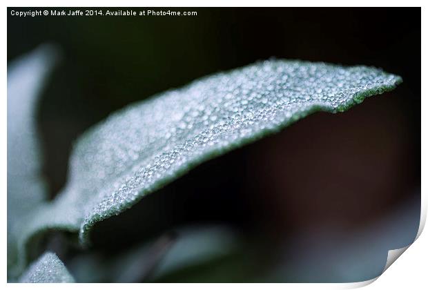  Jewels in the Morning Dew Print by Mark Jaffe