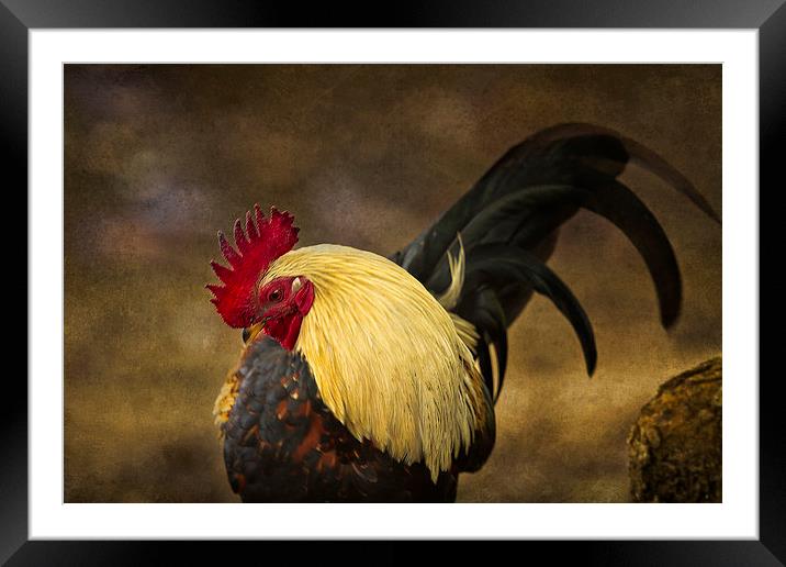  Rooster with Blond Mane - Kauai - Hawaii Framed Mounted Print by Belinda Greb