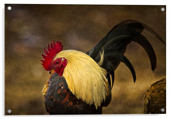  Rooster with Blond Mane - Kauai - Hawaii Acrylic by Belinda Greb