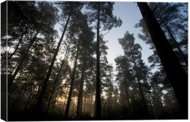  Misty morning in the forest Canvas Print by Alex Murray
