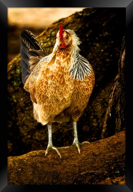  Pretty Hen Framed Print by Belinda Greb