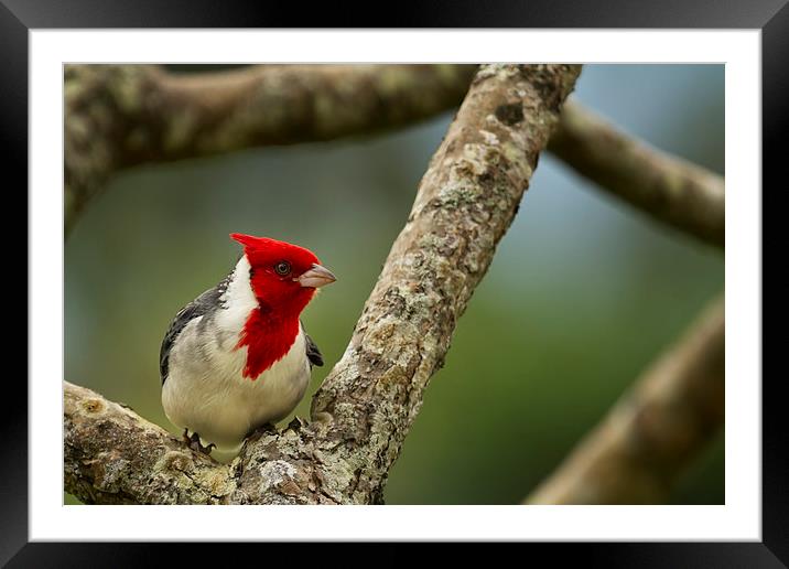  Red Crested Cardinal Framed Mounted Print by Belinda Greb