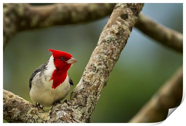  Red Crested Cardinal Print by Belinda Greb